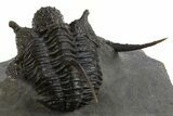Impressive Spiny Cyphaspis Trilobite - Morocco #312721-5